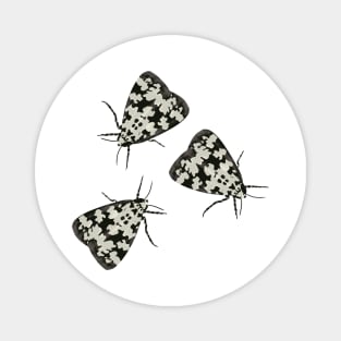 Lack and white butterflies Magnet